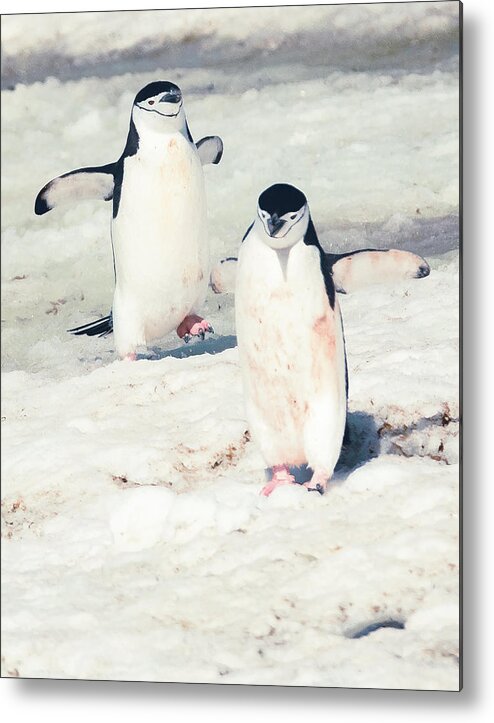 03feb20 Metal Print featuring the photograph Palaver Point Welcoming Party Pair by Jeff at JSJ Photography