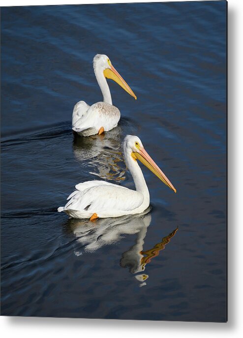 Bird Metal Print featuring the photograph Pelican Reflection by Grant Twiss