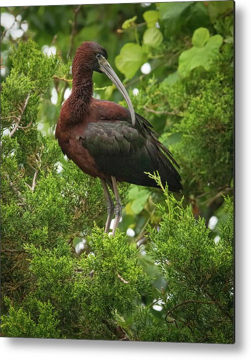 Glossy Ibis Metal Print featuring the photograph Perching Glossy Ibis by Kristia Adams