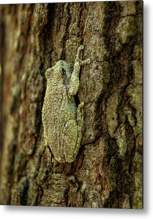 America Metal Print featuring the photograph Perfect Camouflage Gray Treefrog by Kristia Adams