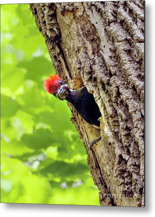 Pileated Woodpecker Chick Metal Print featuring the photograph Pileated Woodpecker Chick by Sandra Rust