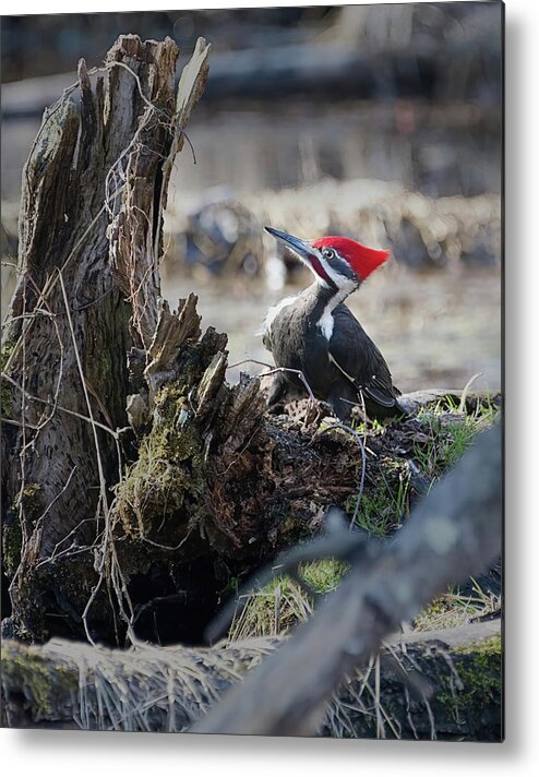Bird Metal Print featuring the photograph Pileated Woodpecker Feeding by Flinn Hackett