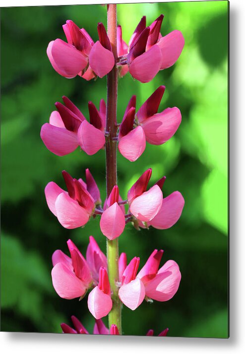 Lupine Metal Print featuring the photograph Pink Lupine Flower Macro by Mikhail Kokhanchikov