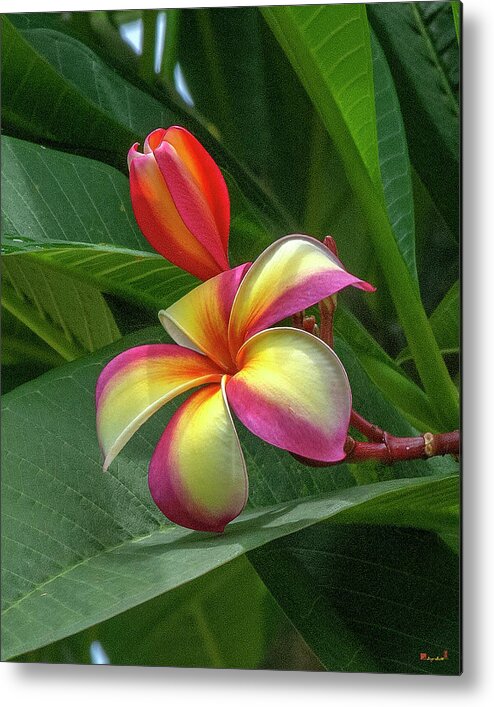 Scenic Metal Print featuring the photograph Plumeria or Frangipani DTHB0109 by Gerry Gantt