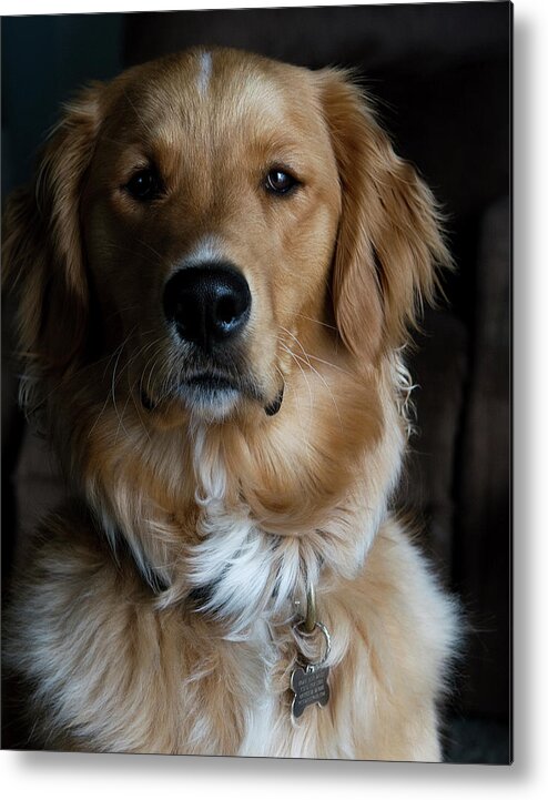 Dog Metal Print featuring the photograph Portrait of a Dog by Lorraine Devon Wilke