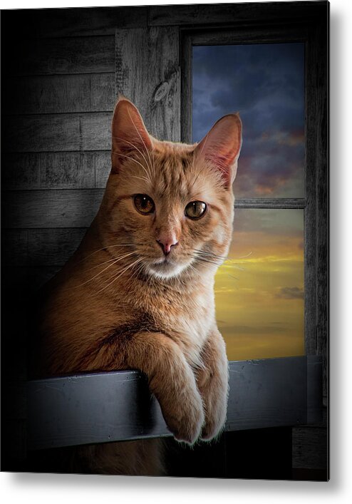 Pet Metal Print featuring the photograph Portrait of Domestic Cat looking at the Viewer by Randall Nyhof