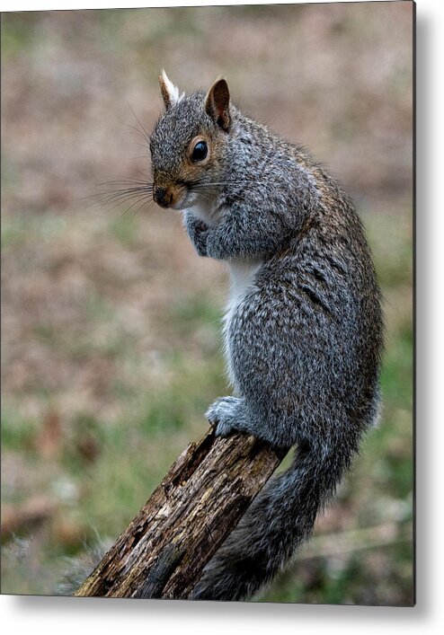 Mammal Metal Print featuring the photograph Posted by Cathy Kovarik