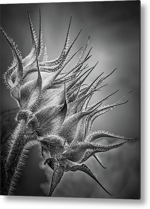 Sunflower Bud Metal Print featuring the photograph Pretty Prickly by Elvira Peretsman