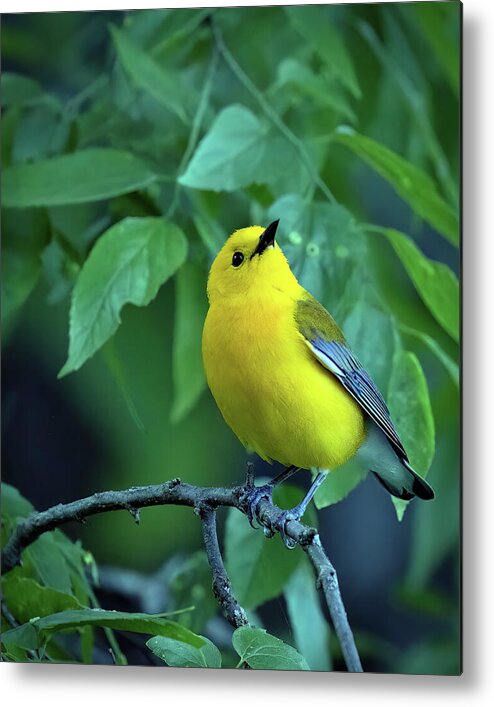 Wildlife Metal Print featuring the photograph Prothonotary Warbler by Gina Fitzhugh