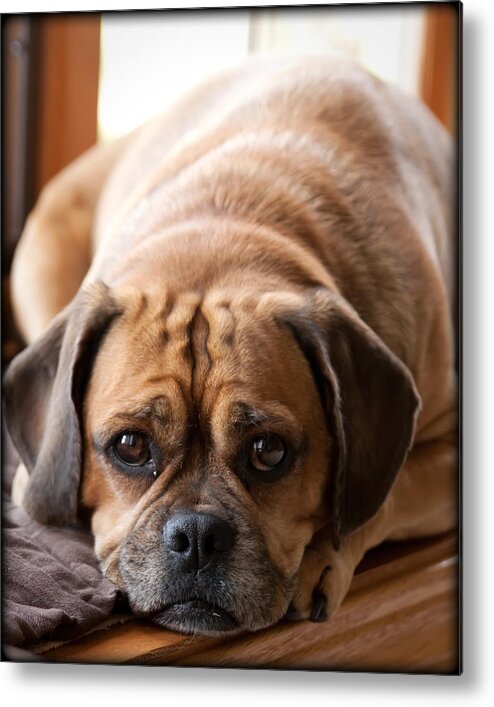 Pets Metal Print featuring the photograph Puggle by Christine Navarre Photography