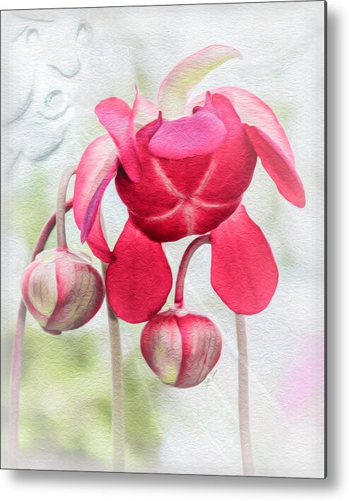 Flowers Metal Print featuring the photograph Purple Pitcher Plant Bowing in Sympathy by Betty Denise