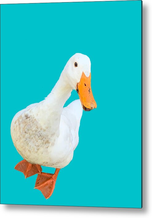Duck Metal Print featuring the photograph Quackadoodledoo by Lee Darnell