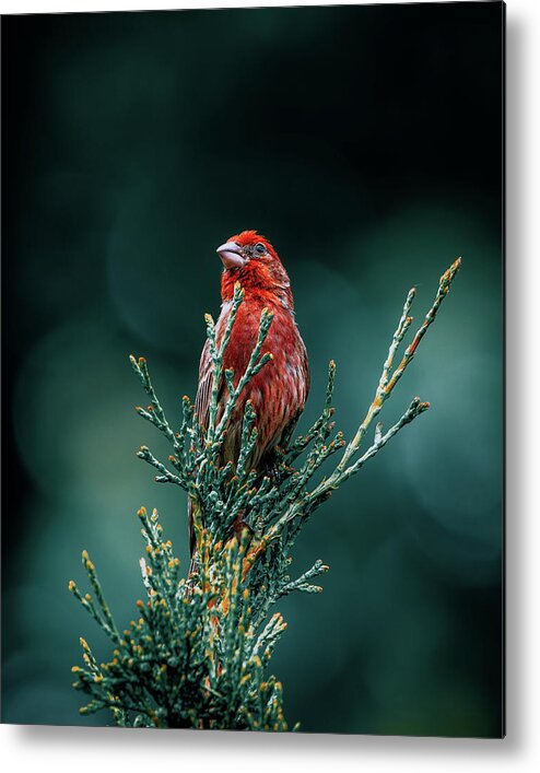 House Finch Metal Print featuring the photograph Red Atop Evergreen by Rich Kovach