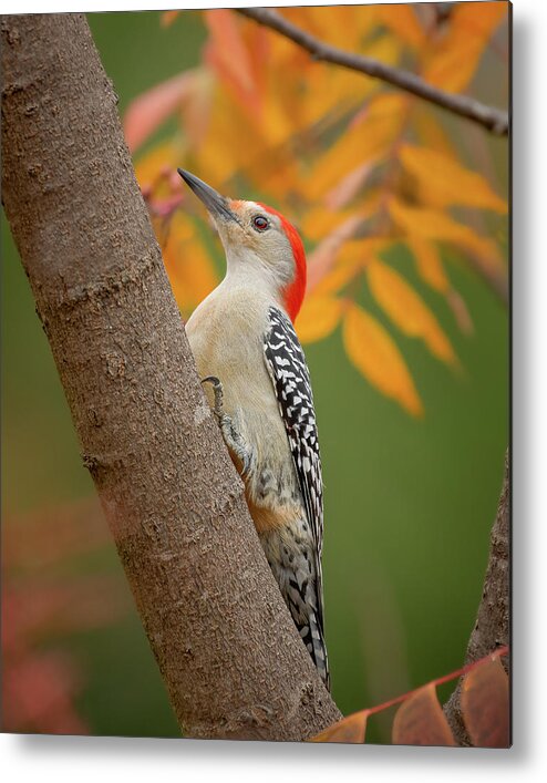 Bird Metal Print featuring the photograph Red Bellied Woodpecker by David Downs