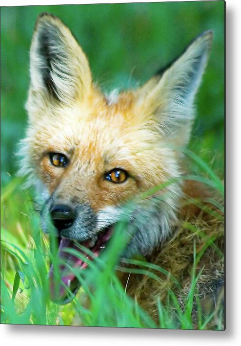 Red Fox Metal Print featuring the photograph Red Fox by Gary Beeler