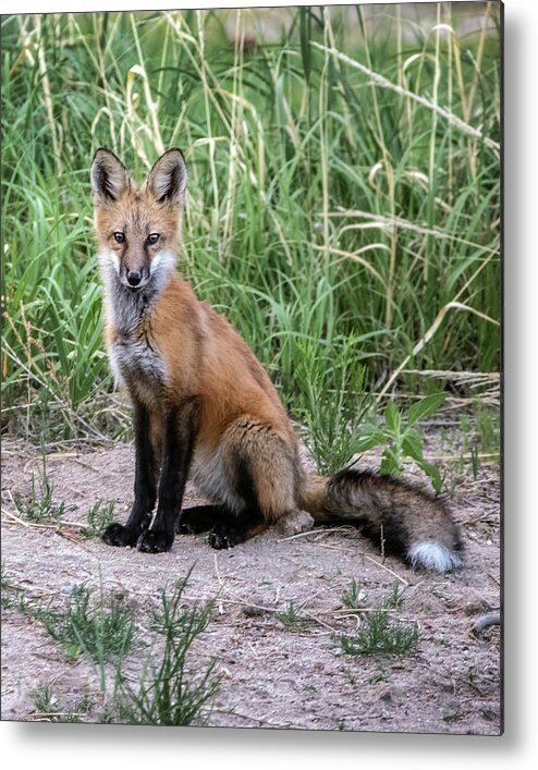 Animals Metal Print featuring the photograph Red Fox Sits by Dawn Key