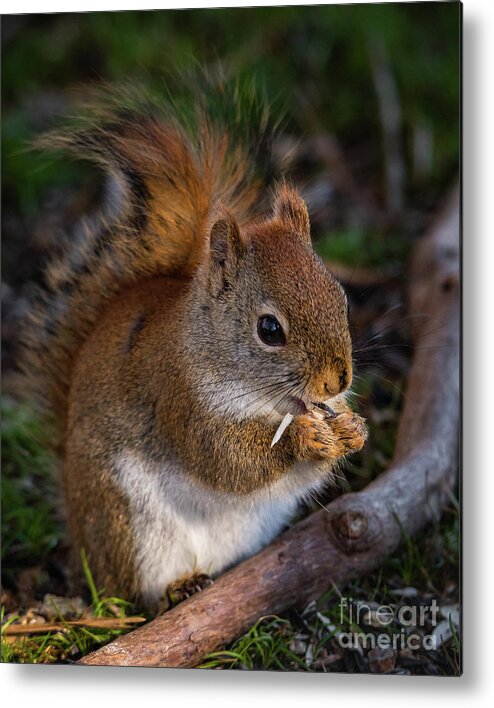 Red Squirrel Metal Print featuring the photograph Red Squirrel eating Sunflower Seeds by Lorraine Cosgrove