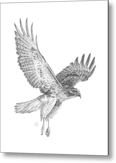 Hawk Metal Print featuring the drawing Red Tailed Hawk in Flight by Monica Burnette