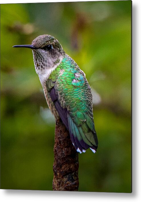 Hummingbird Metal Print featuring the photograph Ruby-throated Hummingbird Portrait by Susan Rydberg