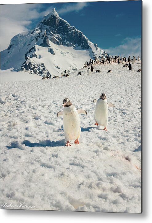 Mountain Metal Print featuring the photograph Running Down the Hill by Andrew Matwijec