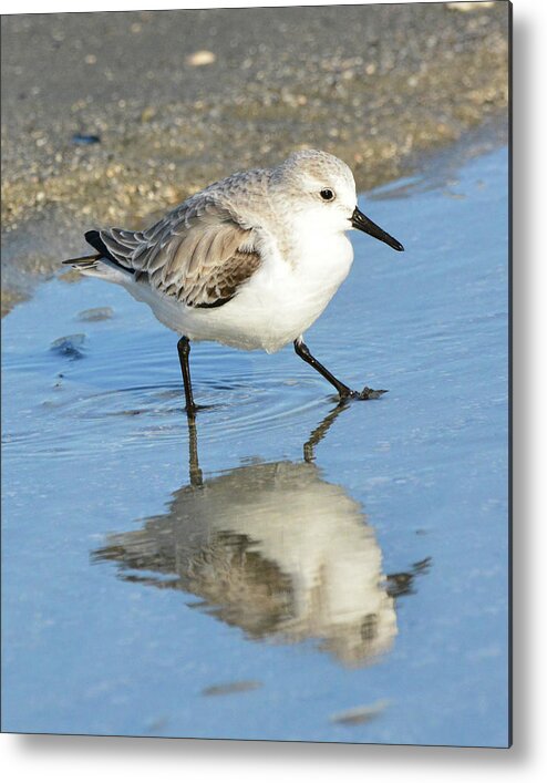 Sanderling Metal Print featuring the photograph Sanderling Reflection by Jerry Griffin