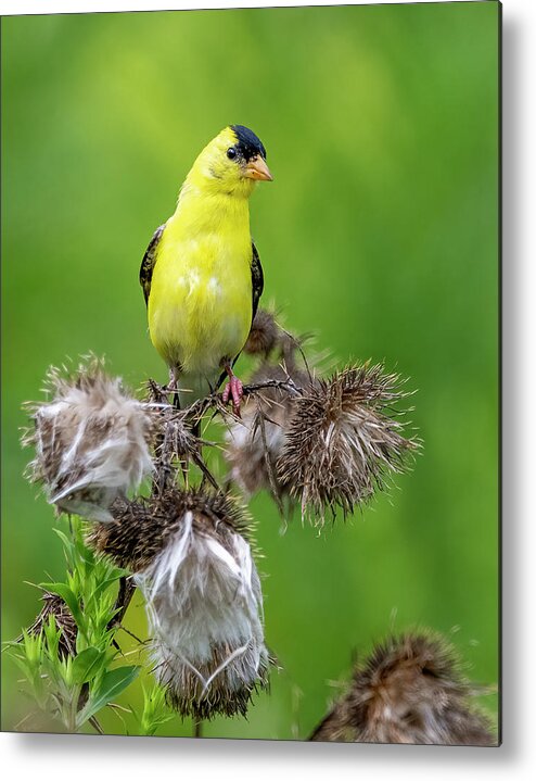 Goldfinch Metal Print featuring the photograph Season's End by Regina Muscarella