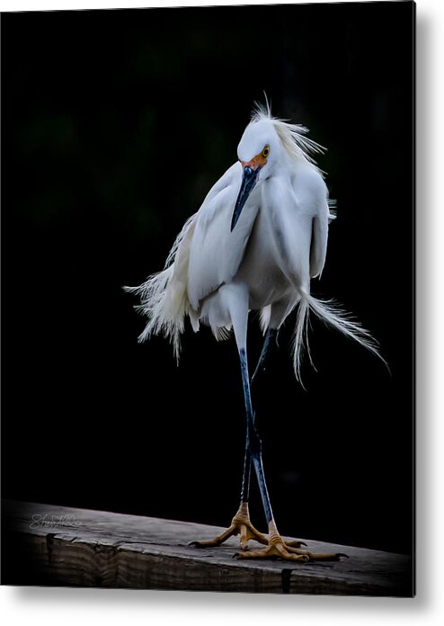 Bird Metal Print featuring the photograph Shall We Dance by Shara Abel