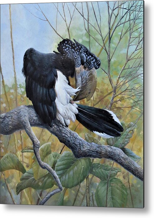 Silvery-cheeked Hornbill Metal Print featuring the painting Silvery-cheeked Hornbill Preening by Barry Kent MacKay