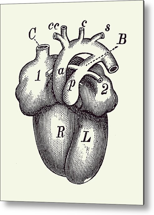 https://render.fineartamerica.com/images/rendered/default/metal-print/6.5/8/break/images/artworkimages/medium/3/simple-human-heart-diagram-2-vintage-anatomy-prints.jpg