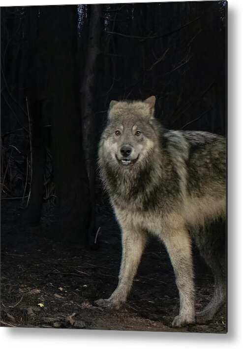 Wolf Metal Print featuring the photograph Smiley the Friendliest Lassen Pack Wolf by Randy Robbins