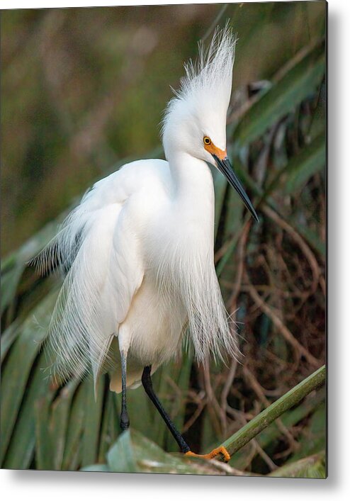 2022 Metal Print featuring the photograph Snowy Egret 3759 by Teresa Wilson