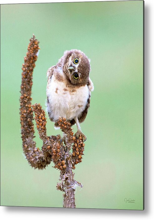Burrowing Owl Metal Print featuring the photograph Some days I can't tell which way is up by Judi Dressler