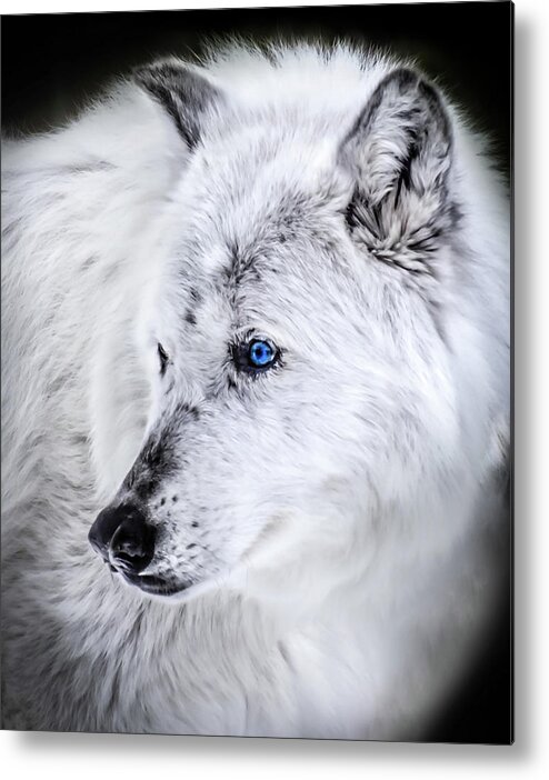 White Wolf Metal Print featuring the photograph Spirit Of The Wolf by Karen Wiles