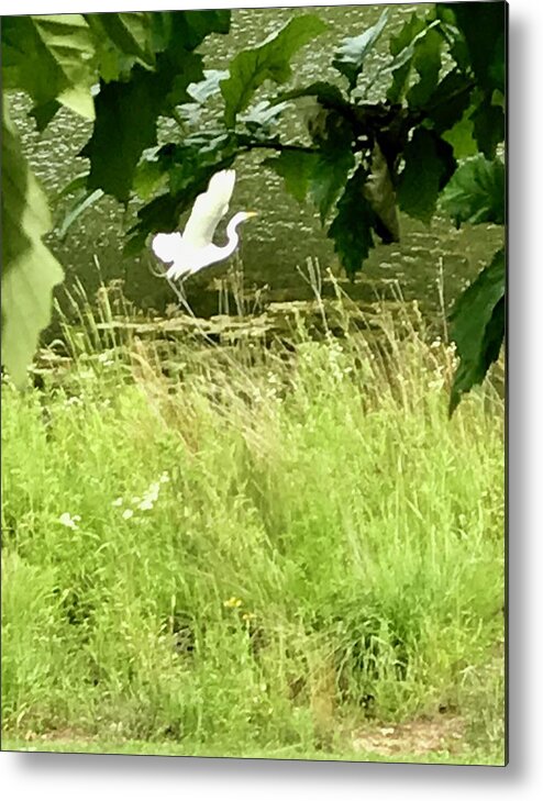 White Heron Metal Print featuring the photograph Spread Your Wings by Diane Sleger