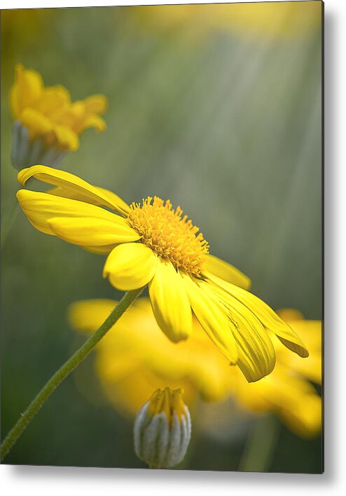 Background Metal Print featuring the photograph Spring Bloom by Rick Nelson
