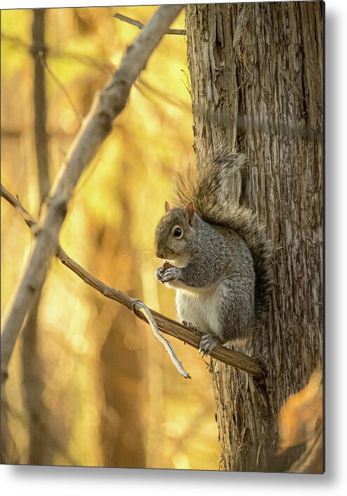 Nature Metal Print featuring the photograph Squirrel Lunch by Rick Nelson