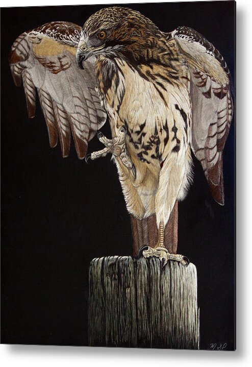 Red Tail Hawk Metal Print featuring the painting Strech it out by Margaret Sarah Pardy