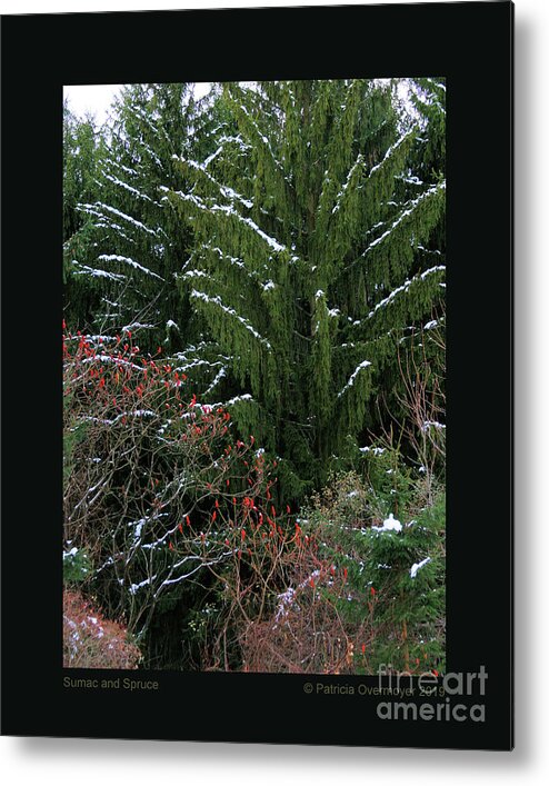 Winter Metal Print featuring the photograph Sumac and Spruce by Patricia Overmoyer