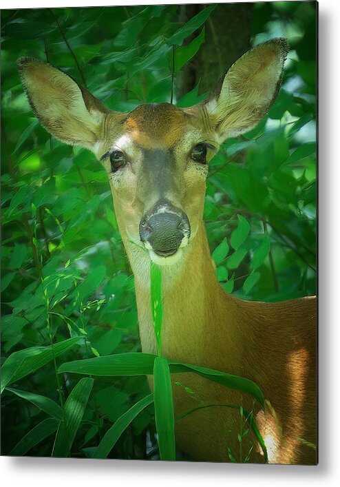 Deer Metal Print featuring the photograph Summer Lady by DArcy Evans
