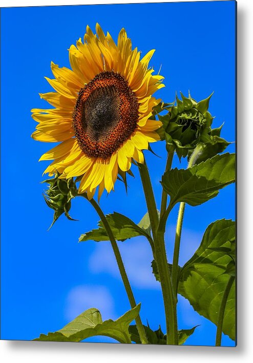 Flower Metal Print featuring the photograph Sunflower Portrait by Kevin Craft