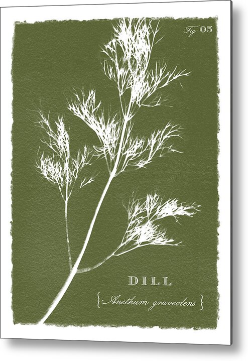 Olive Metal Print featuring the painting Sunprinted Herbs in Green - Dill - Art by Jen Montgomery by Jen Montgomery