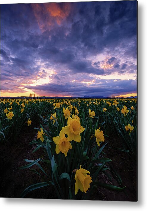 Skagit Valley Tulip Festival Metal Print featuring the photograph Sunset and Daffodils by Dan Mihai