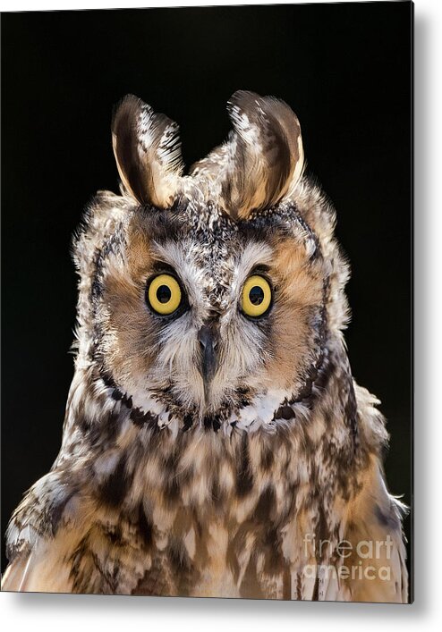 Owl Metal Print featuring the photograph Surprise by Alice Cahill