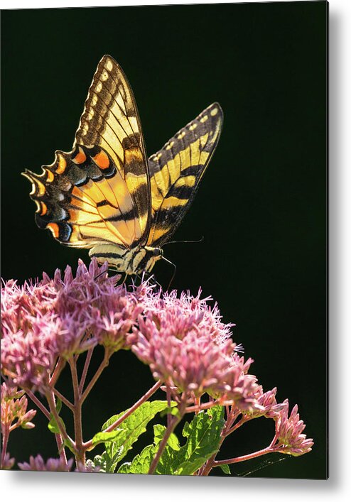 Butterfly Metal Print featuring the photograph Swallowtail Summer Light by Rachel Morrison