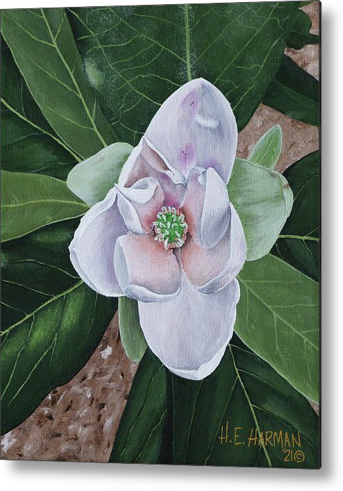 Sweetbay Magnolia Metal Print featuring the painting Sweetbay Magnolia by Heather E Harman