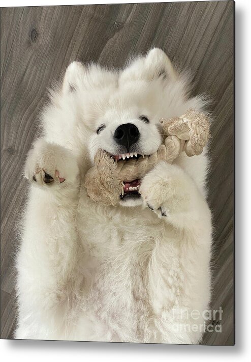 Samoyed Metal Print featuring the photograph Teething by Lois Bryan