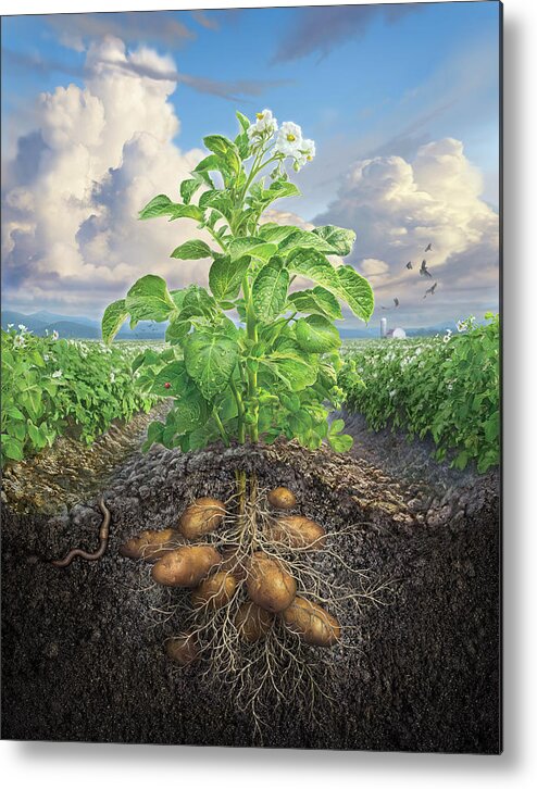 Potato Metal Print featuring the digital art The Mighty Russet by Mark Fredrickson