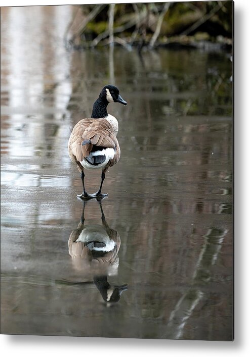 Canadian Goose Metal Print featuring the photograph Thin Ice by Kevin Suttlehan