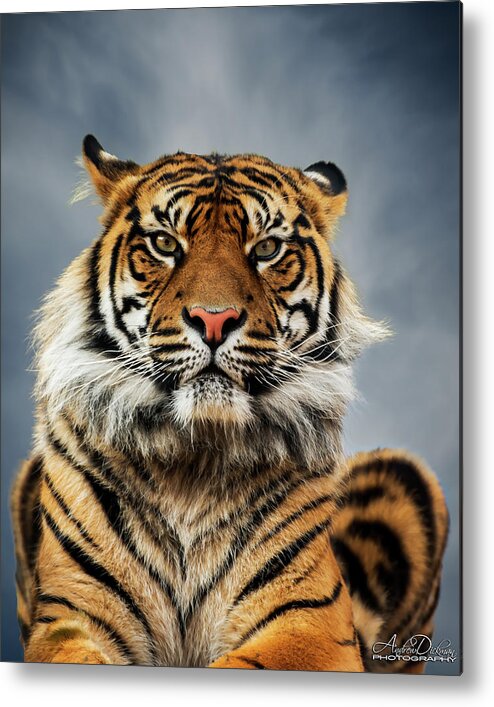 Tiger Metal Print featuring the photograph Tiger Stare by Andrew Dickman