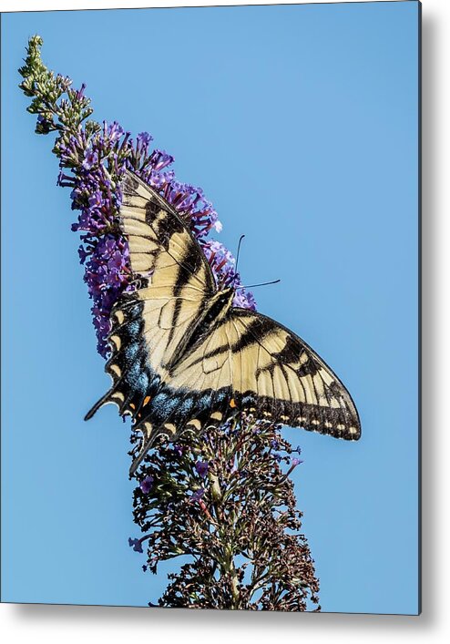 Eastern Tiger Swallowtail Metal Print featuring the photograph Tiger Swallowtail Broken Beauty by Bradford Martin